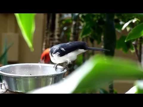 ノドグロコウカンチョウ　食事中