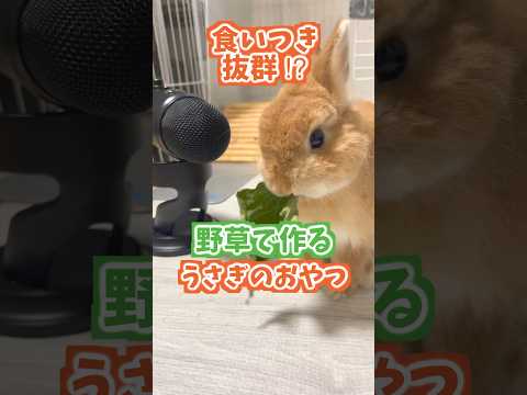 野草で簡単食いつき抜群うさぎのおやつ。#ネザーランドドワーフ #コッペパン #うさぎ  #うさぎのいる暮らし #ウサギ #うさぎのいる生活 #shorts