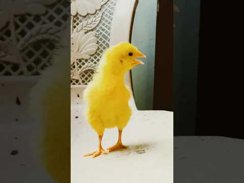 Wow cutie baby chicken funny baby chick | Cutest rainbow chicks | Colorful Chicken bread #birds#cute