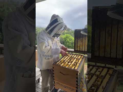 How to split your hive like a pro. 🐝✨