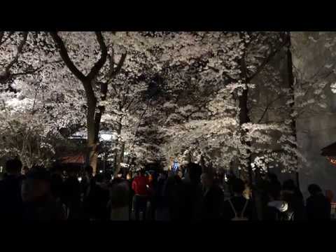 京都祇園白川夜櫻大爆發