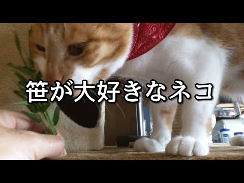 ネコがササを喜んで食べている