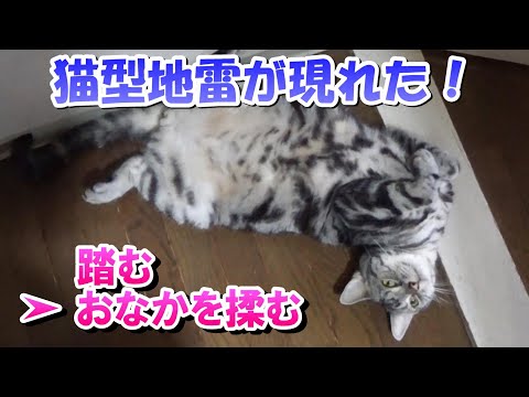 おなかぶよぶよ３歳４ヵ月の日常　（アメリカンショートヘア）