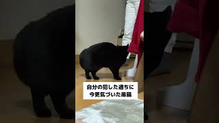 自分の犯した過ちに今更気づいた猫 #shorts #猫 #黒猫 #スコティッシュフォールド #クロネコヤマト