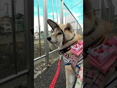 川を眺める【介助犬と桃にゃん】 #柴犬介助犬 #介助犬るな #介助犬と桃にゃん #介助犬 #dog #doglover #cutedog #柴犬