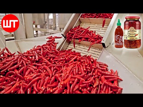 How Hot Sauce Is Made | Modern Chili Harvesting Technology | Food Factory