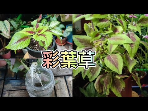 我的彩葉草|繁殖與照顧|植物男子