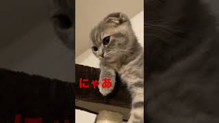 子猫と会話2 #shorts #子猫 #猫と会話