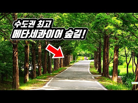 Metasequoire Forest Trekking in Korea