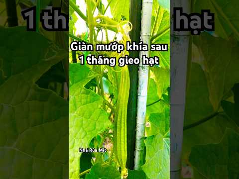 Giàn mướp khía sau 1 tháng gieo hạt đã ra kín #nharuamit #gardening #garden #làmvườn #shorts