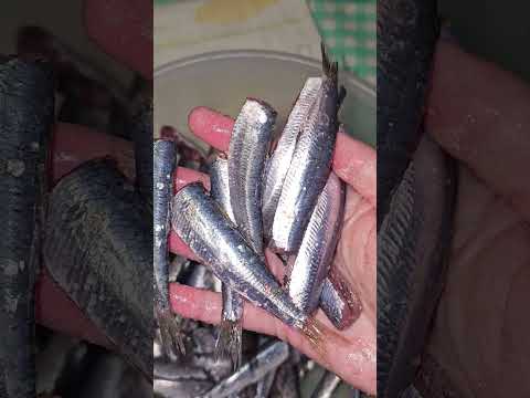 Sardines fried in lard, a quick lunch or snack