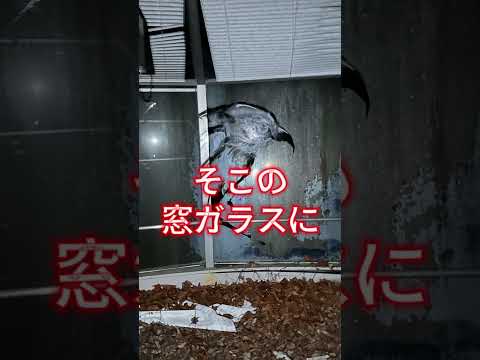 グリーンヒルズホテル（廃）宮崎県最強心霊スポット||夜中に行って撮影した動画私のチャンネルに投稿しています。よかったらぜひご覧ください。 #心霊スポット #チャネル登録お願いします #最恐スポット