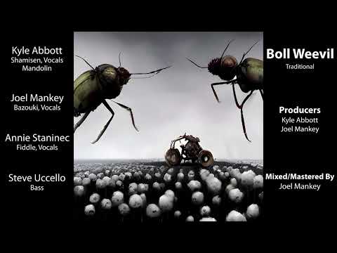 New Shamisen World Fusion Release! (Boll Weevil)