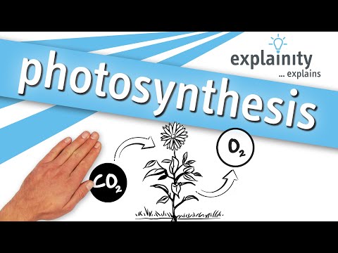 Photosynthesis explained (explainity® explainer video)