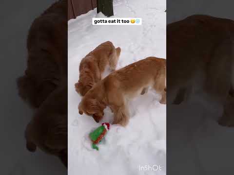 Dog eating snow