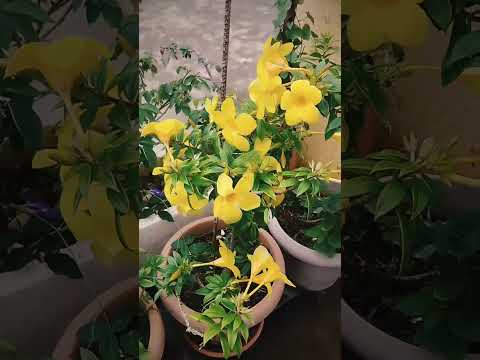 beautiful yellow flowers😍shorts video#❤