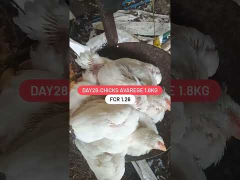 #youtubeshorts #poultryfarming #birds #krushi friends#chicks AVAREGE 1.8kg