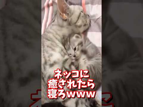 ネッコの動画で癒されたら寝ろｗｗｗ　#2ch #2chまとめ 動物スレ #2ch面白いスレ #動物 #犬 #猫 #癒やし #ねこ動画