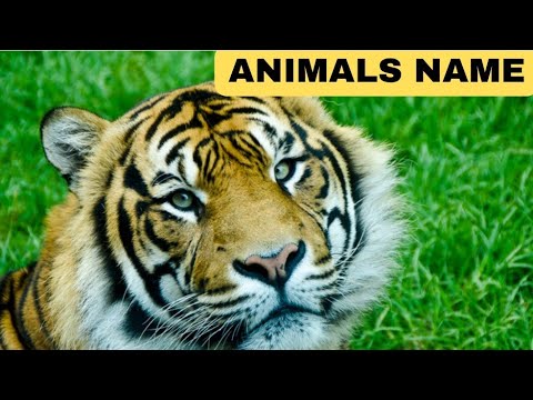 Animal names #animals #animalsnames #animal #animalsforkids #animalsnameforkids