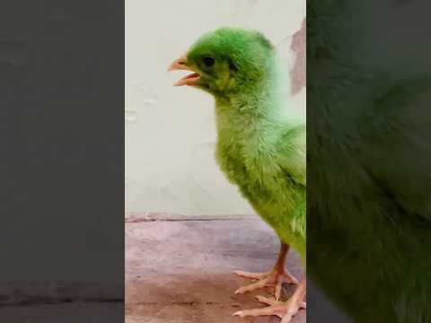 Wow cute color chick voice #birds #wildlife #shorts #trending