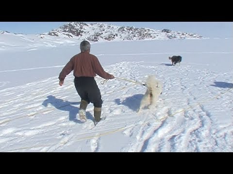 Preparing sleds and dogs to start the route of the day - Nanoq 2007 expedition