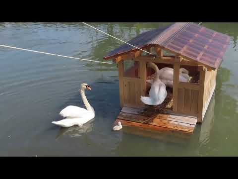 【白鳥の雛が２羽生まれたよ②】✨福山市どんどん池🎉