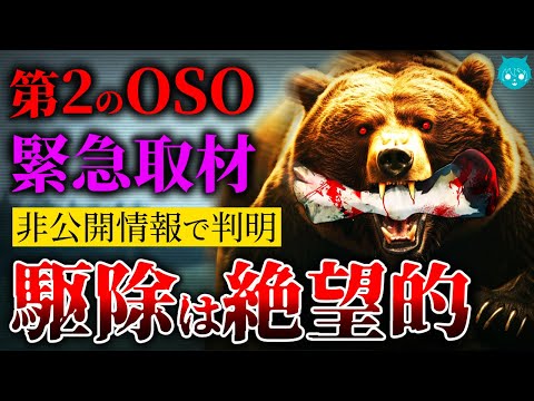 【緊急】牛を襲うヒグマ“第２のOSO”異常性と駆除できない理由【北海道庁取材】