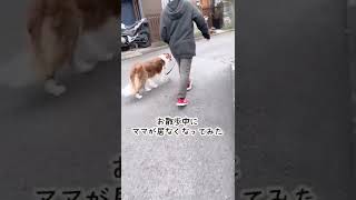 散歩中に突然飼い主がいなくなった時の愛犬の反応が健気すぎて尊い… #shorts