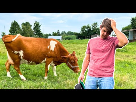 BIG Mistakes Most Beginner Cow Owners Make 😬