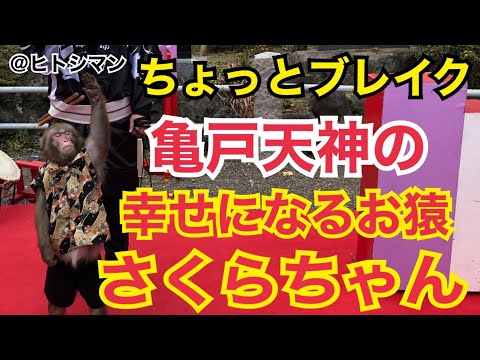 2020年　亀戸天神の幸せを呼ぶお猿『さくらちゃん』に出会う！つけ麺 天下　ヒトシマン　初詣　幸せの源