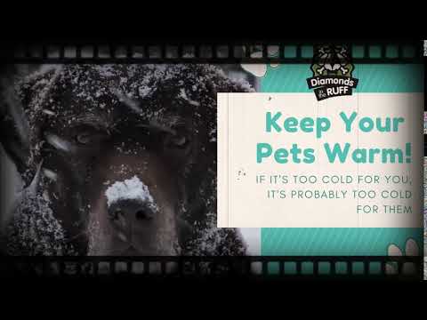 Diamonds in the Ruff Pet Resort and Salon - Abilene Pet Boarding and Dog Grooming