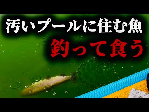 【淡水魚①】この魚を食うにはどうしたらいいのか。