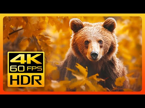 Beautiful Autumn Wildlife in 4K HDR 60fps 🐺🍁 Fall Leaves Colors & Relaxing Piano Music