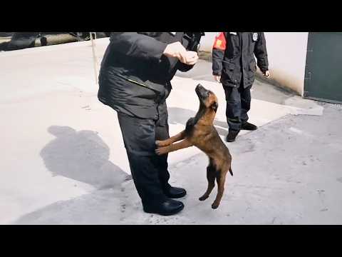 stray puppy entered a police station and became a police dog, determined to protect those he loved❤️