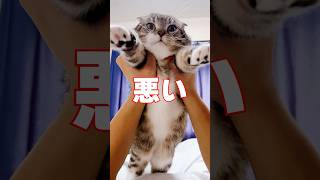 パパ猫が父の背中を見せようとがんばった結果🤣🤣🤣 #猫