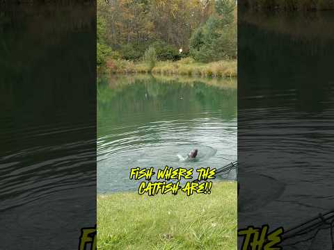 Catfishing Videos - HOW TO Catch A Catfish!! #shorts #fishing