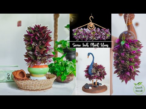 Some Inch Plants Hanging and Tabletop Ideas For Your Garden | Inch Plants Growing Ideas//GREEN DECOR