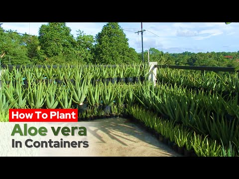 How To Plant Aloe vera in Containers