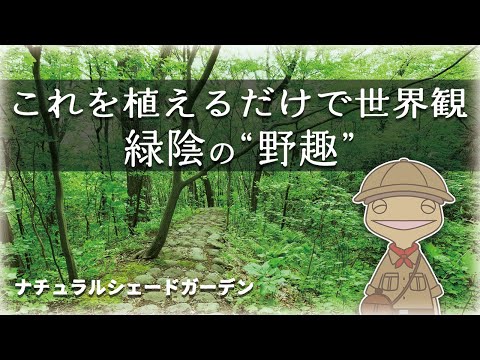 【ナチュラル植栽のコツ】日陰の自然風植栽の答えは常緑のベニシダ｜植物編-97