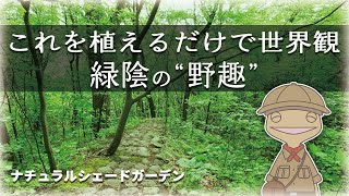 【ナチュラル植栽のコツ】日陰の自然風植栽の答えは常緑のベニシダ｜植物編-97