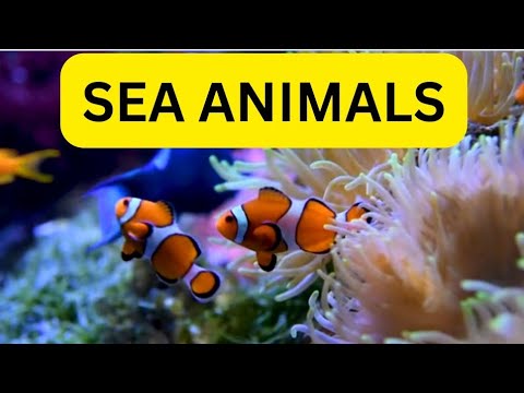 sea animals #sea #seaworld #seaforkids #ocean #oceanlife #oceanwaves #oceansounds