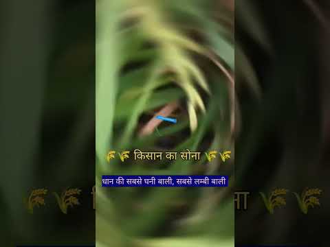 धान की खेती #धान का कमाल #अधिक उत्पादन वाला धान #agriculture #धान #tej kisan #shorts videos