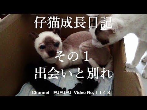 仔猫成長日記　その１　息子が仔猫を拾って帰りました。