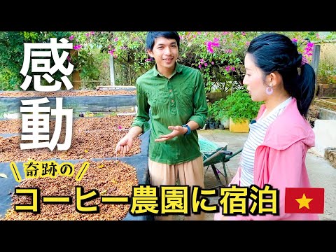 【English subtitles】Explore a coffee plantation in Dalat, Vietnam🇻🇳 "Midori Coffee Farm"