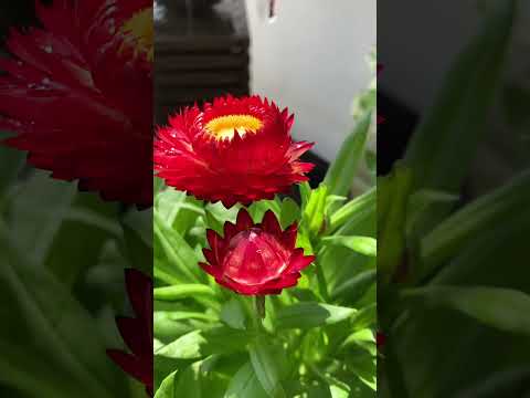 麦秆菊 ｜Strawflower ｜Dried Helichrysum Flower ｜花语：永恒的记忆、铭刻在心｜花干后不凋落，如腊制成，是世上最耐的干花之一