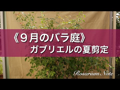 《９月のバラ庭》ガブリエルの夏剪定