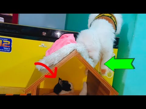 Cats PROTECT Their Kittens in SHOCKING Ways!