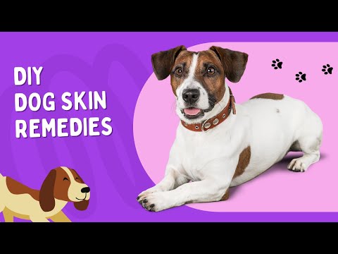 DIY Dog Skin Remedies 🐶