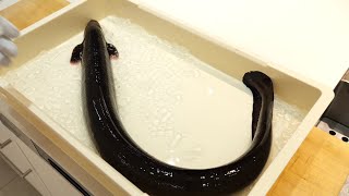 This one eel is worth 120,000 yen.