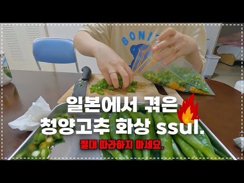 𝗩𝗟𝗢𝗚 캡사이신 화상이 무서운 이유🔥 (맨손으로 청양고추 만지지 마세요 🌶 / 일본 한국시장)